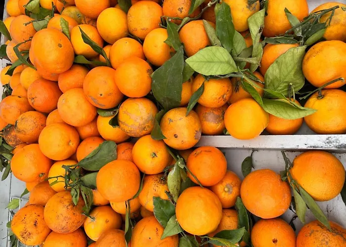 Lägenhet Casa Alegria With Pool Torrevieja