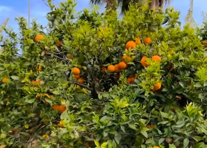 Lägenhet Casa Alegria With Pool *